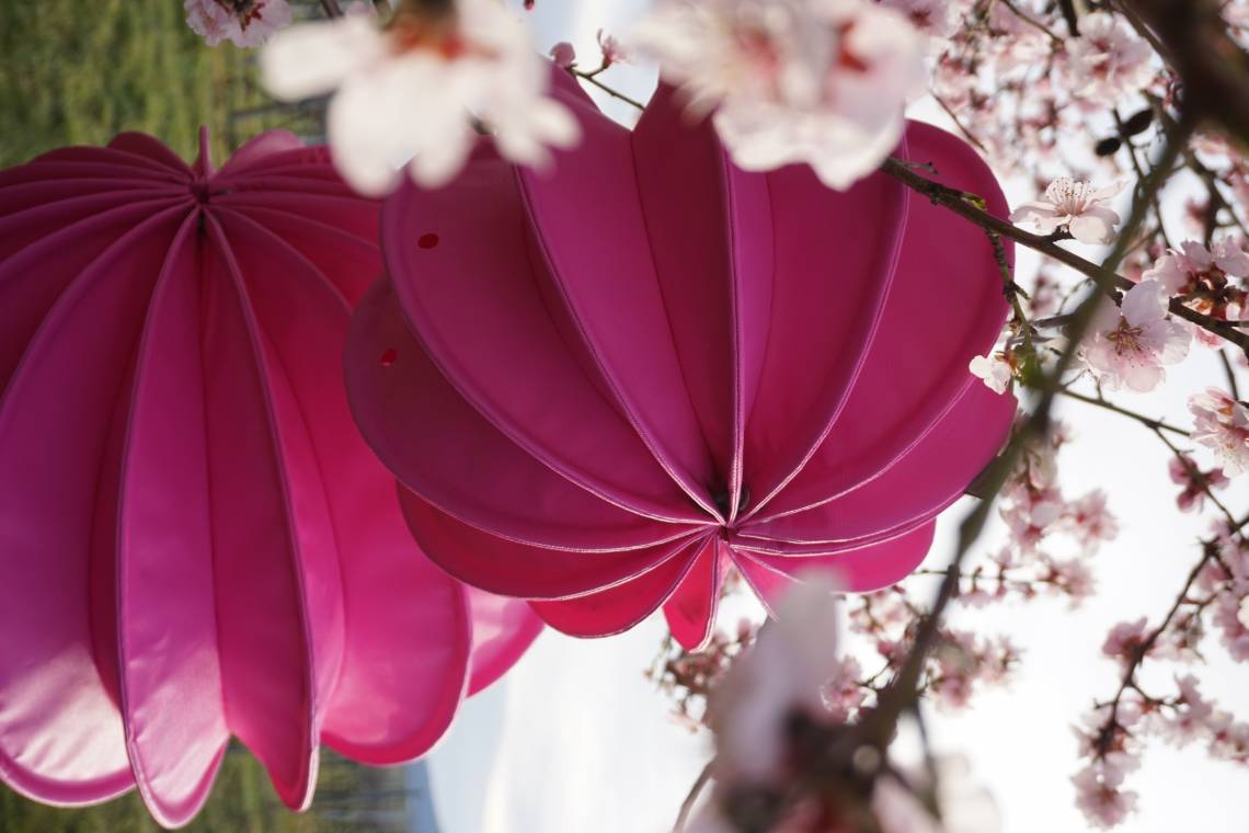 Barlooon – wetterfester Outdoor-Lampion PINK im blühenden Baum