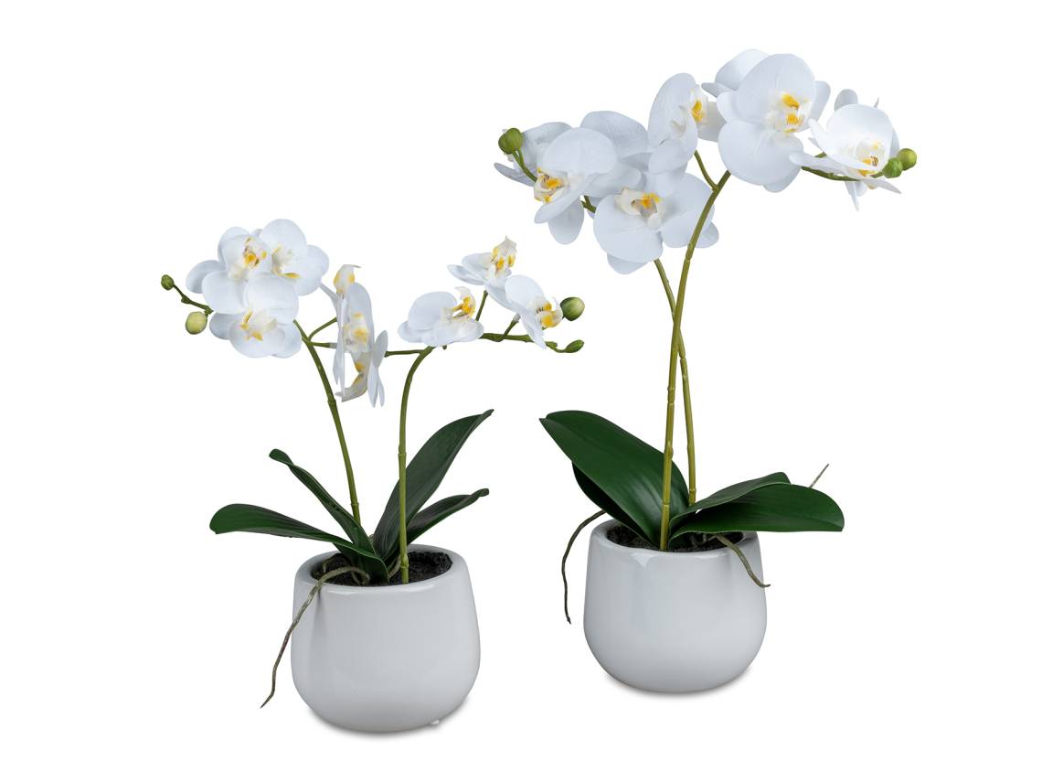 formano Orchidee im Topf 668967 & 668974