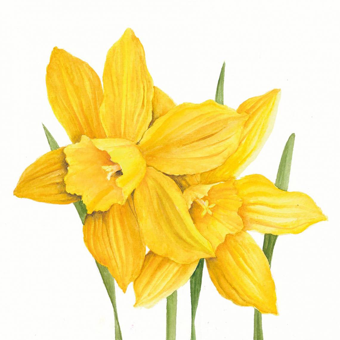 Paperproducts Design Lunchserviette Daffodils – 1333688