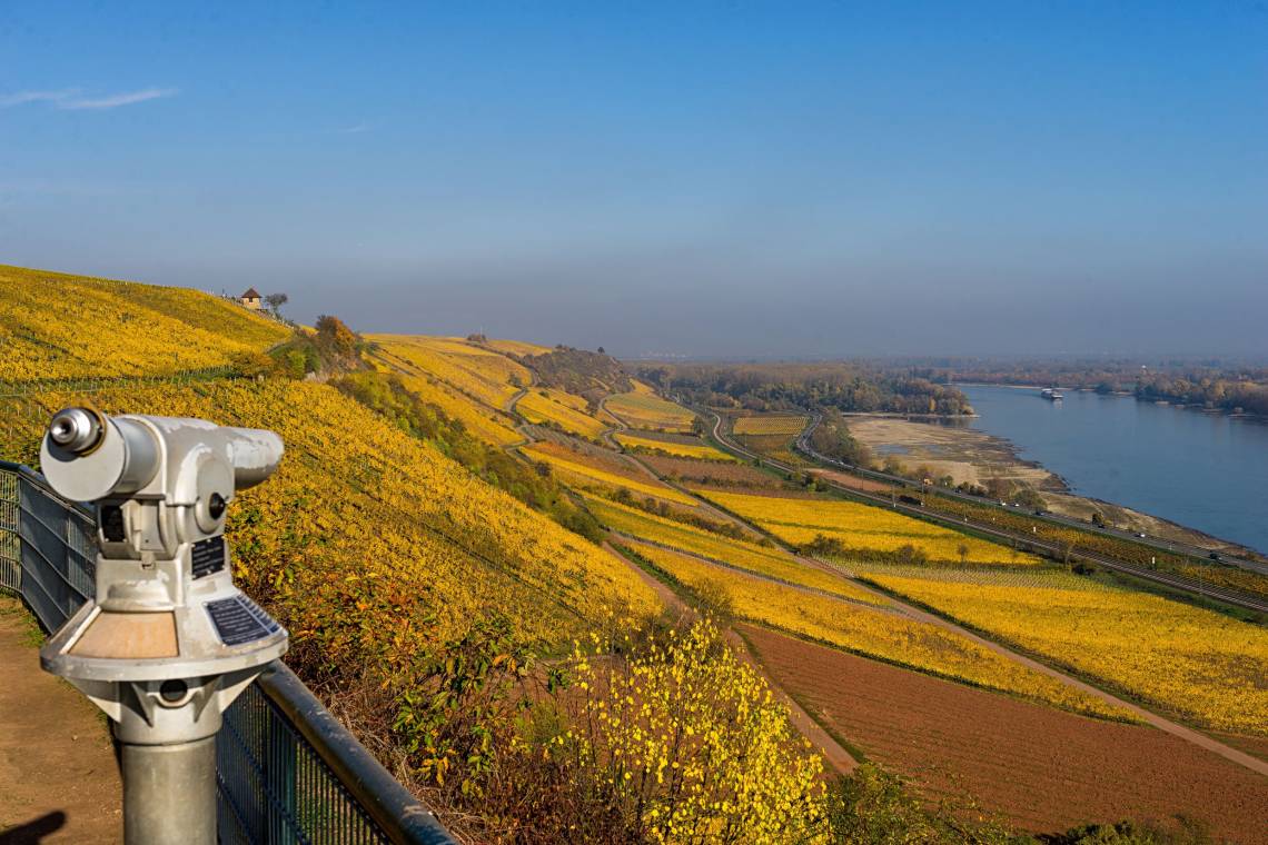 RheinTerrassenWeg - Herbstleuchten am roten Hang bei Nierstein