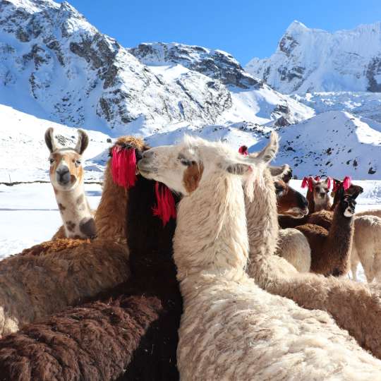 Lamas in Anden