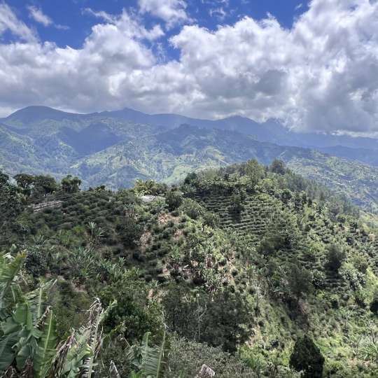 Jamaica: Blue Mountains
