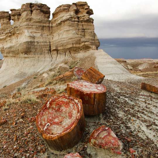 Holbrook - Petrified Forest Nationalpark, Old Highway 180 und Petrified Wood