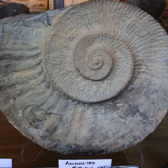 Tucson - Edelstein Präsentation - Fossil