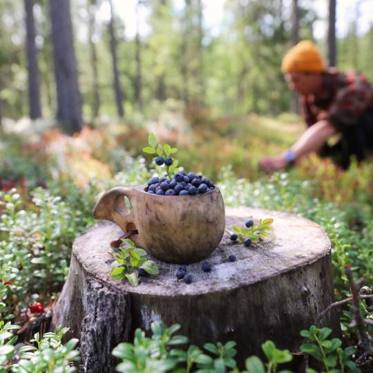 Saimaa in Ostfinnland ist reich an saftigen Beeren
