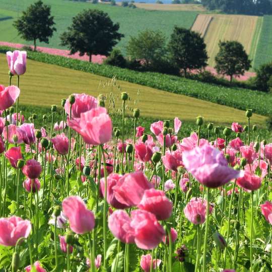 Mohnfeld bei Poppenreuth