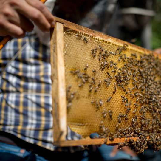 GEPA - Aufnahme von Tzeltal Tzotzil: Bienenwaben nh
