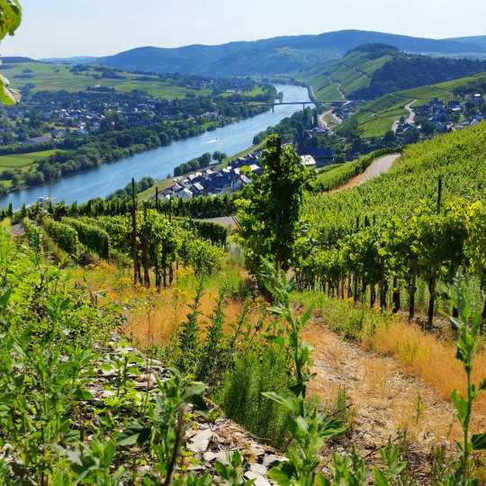 LIFESTYLE Resort ZUM KURFÜRSTEN - Wanderwege an der Mosel