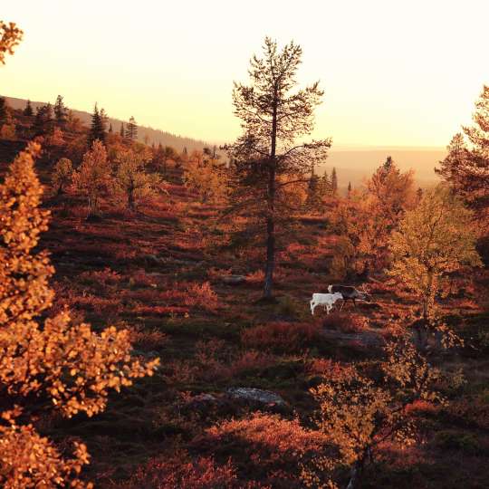 VisitFinland Herbststimmung