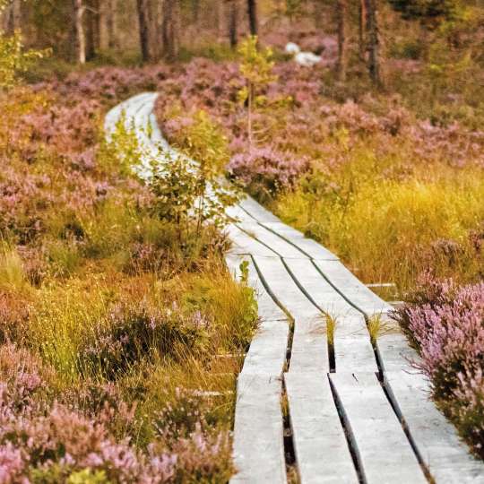 Holzbohlen führen durch die geheimnisvolle Landschaft des Dunika-Sumpfes