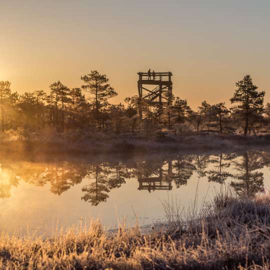 Auf dem Kemeri Moorpfad einzigartige Natur erleben