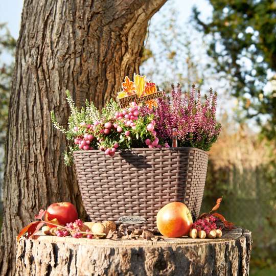 Lechuza - BACINO Cottage lässt die Herbstblumen strahlen