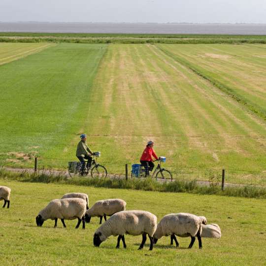  Bei Varel am Jadebusen verläuft der Nordseeküsten-Radweg direkt hinter dem Deich.