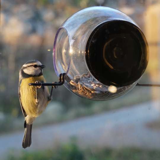 Born in Sweden - Vogelfutterhäuschen - Saugnapf