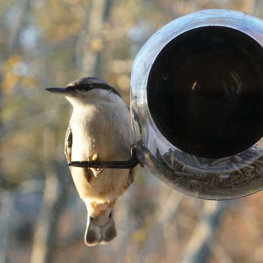 Born in Sweden - Vogelfutterhäuschen - Sumpfmeise