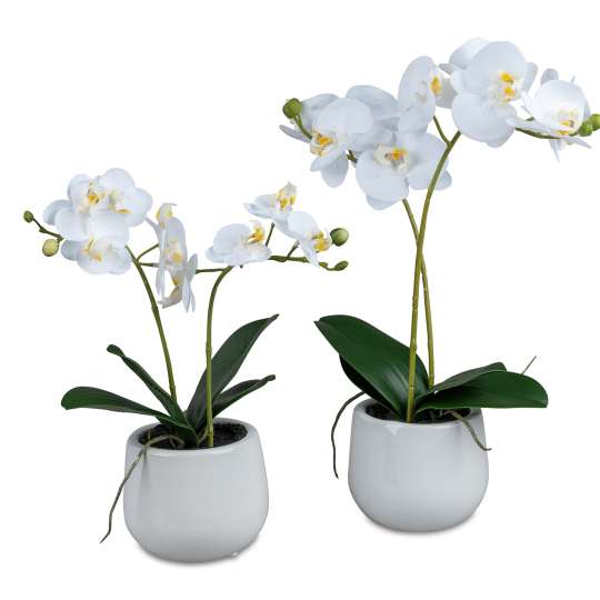 formano Orchidee im Topf 668967 & 668974