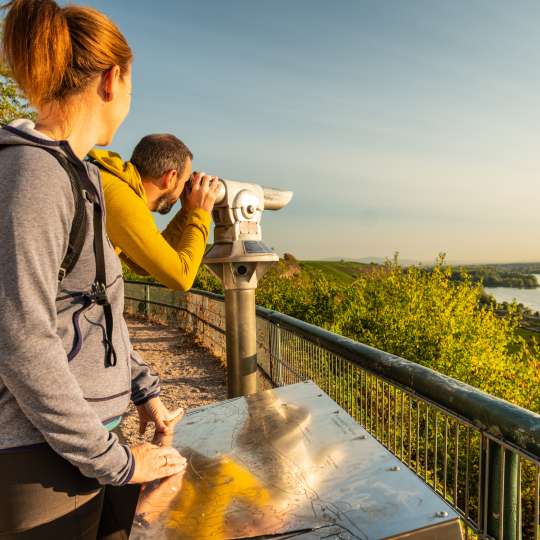 RheinTerrassenWeg - Goldene Aussicht am Roten Hang