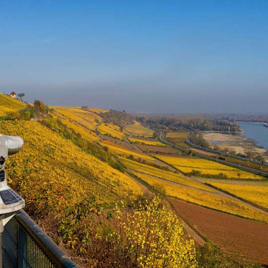 RheinTerrassenWeg - Herbstleuchten am roten Hang bei Nierstein