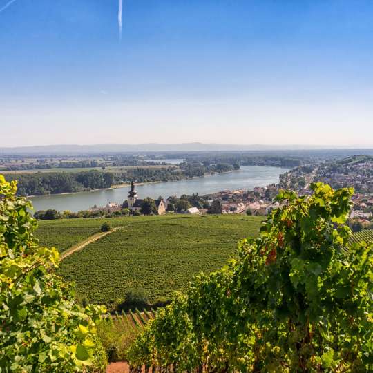 RheinTerrassenWeg - Schöner Ausblick auf Nierstein