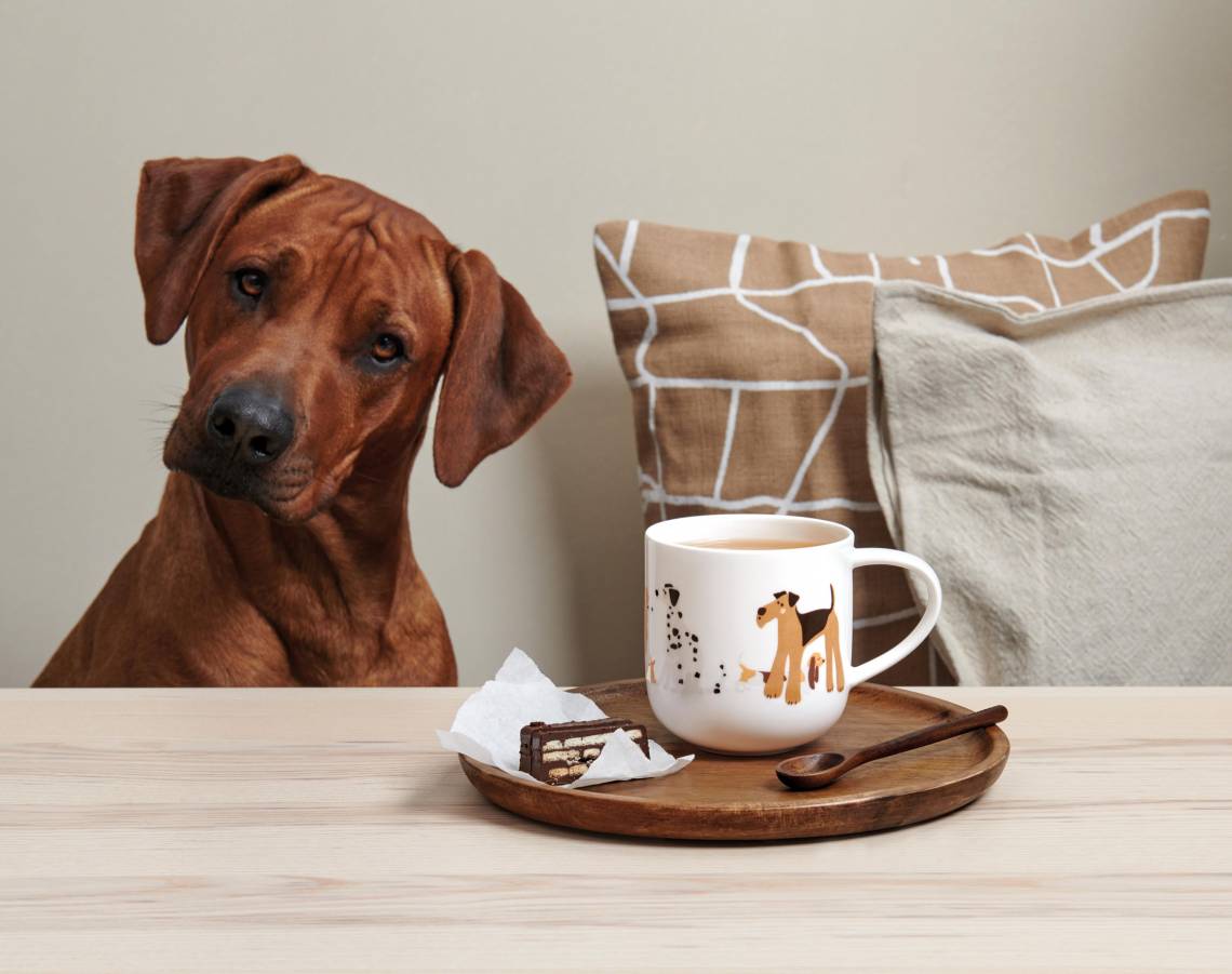 ASA-Coppa-Cats-Dogs-various-dogs
