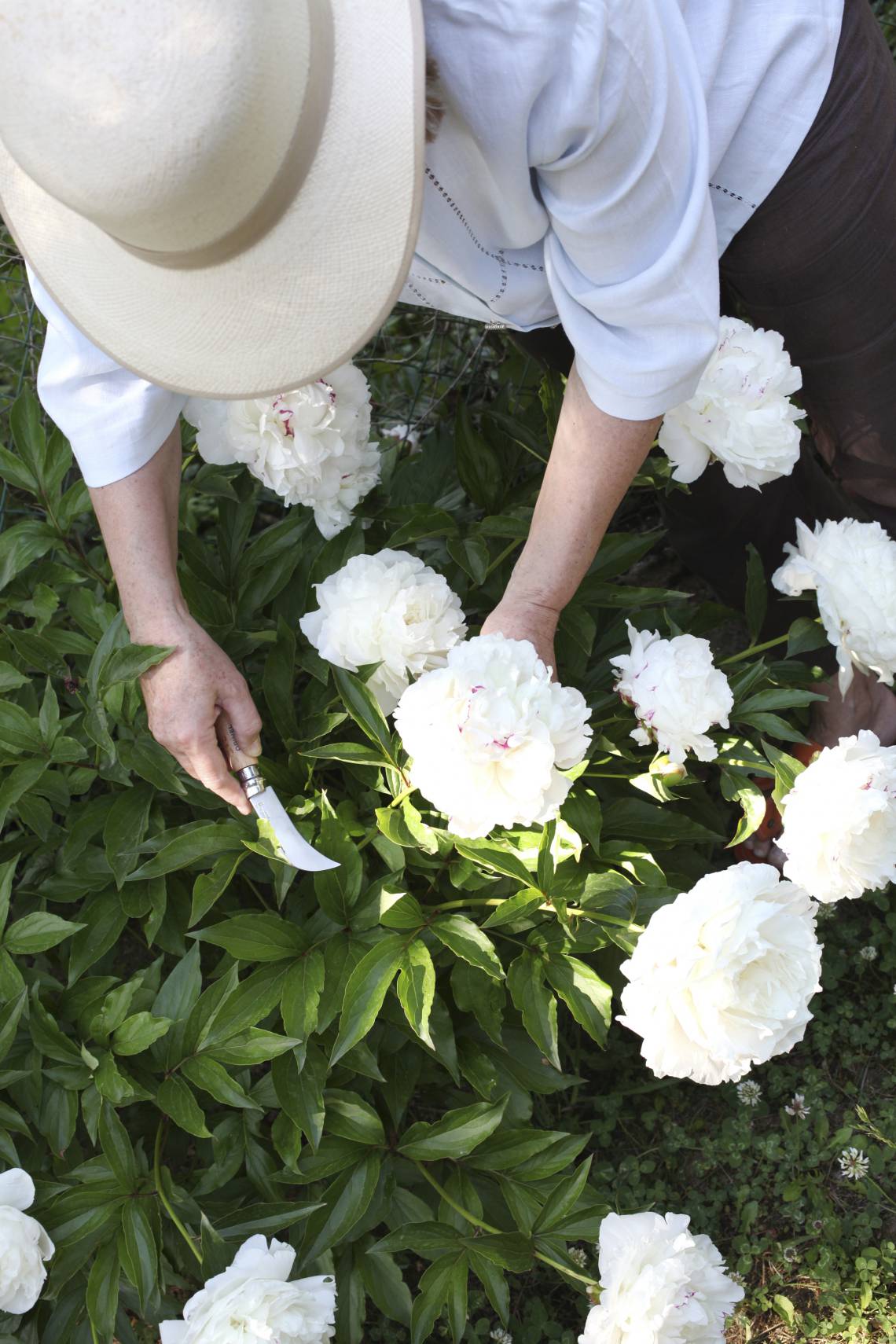 Gartenklappmesser und Blumen