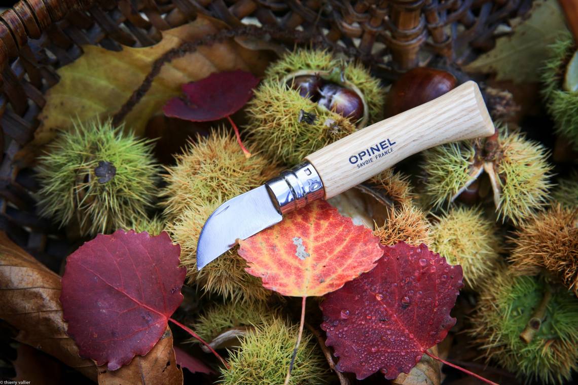 Opinel Kastanienmesser im Wald mit Blättern