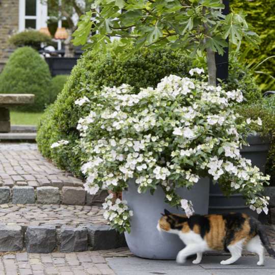 Runaway Bride im Garten