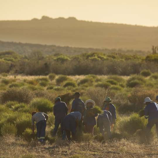 Rooibosernte Variante 1 