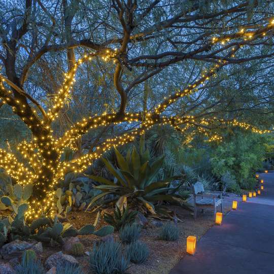 Las Noches del las Luminarias Arizona (c) Desert Botanical Garden