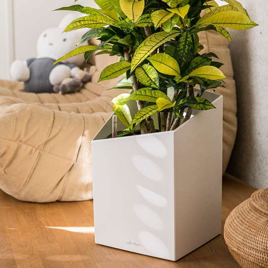 Lechuza: Green up your home! Grün macht glücklich! Cursivo 30, weiss