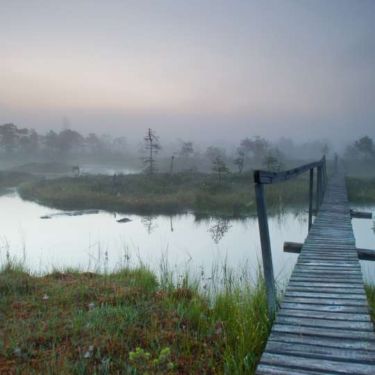 Moorlandschaft in Estland