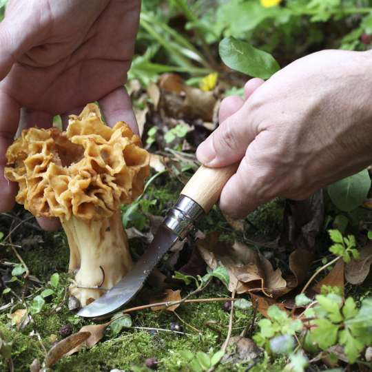 Pilz-Messer von Opinel mit gebogener Klinge