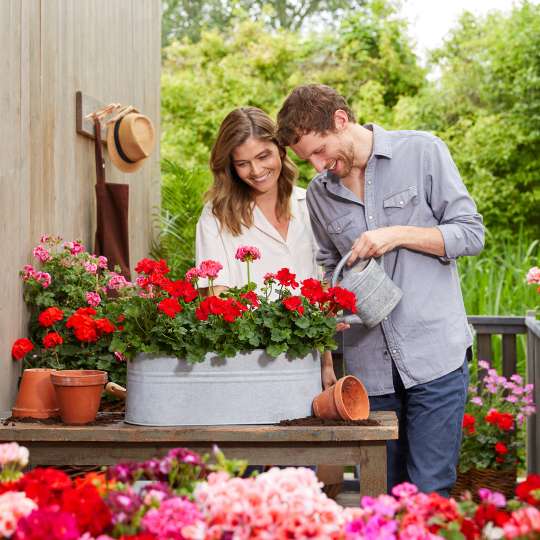 Geranien regelmäßig mit Wasser versorgen (c) Pelargonium for Europe