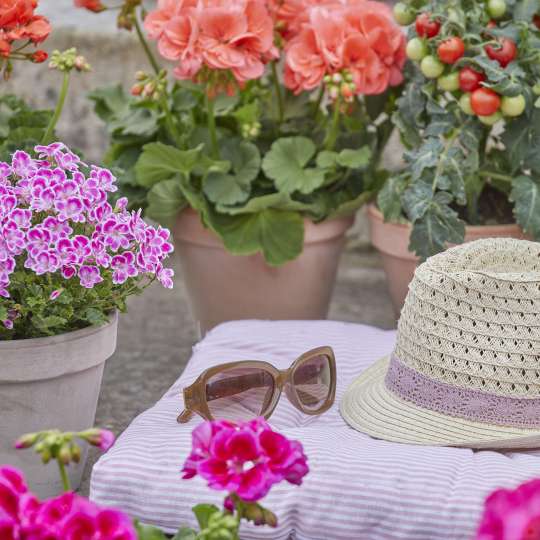 Gesunde Blumen im Garten (c) Pelargonium for Europe