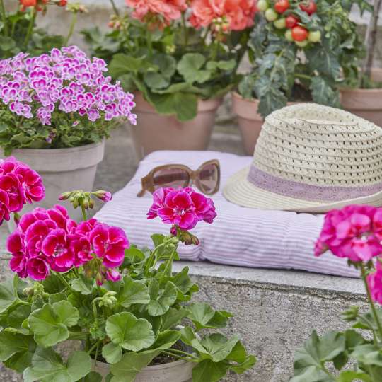 Geranien in verschiedenen Farben (c) Pelargonium for Europe