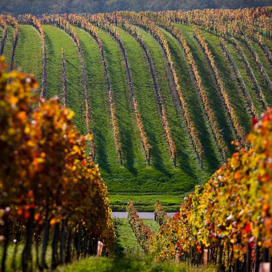 Rotweingut Lang Weinberg © Michael Stephan