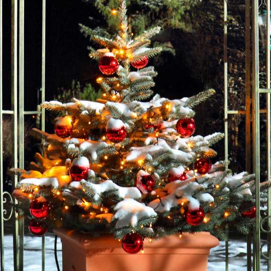 Zweitbaum - ein zusätzlichen Weihnachtsbaum