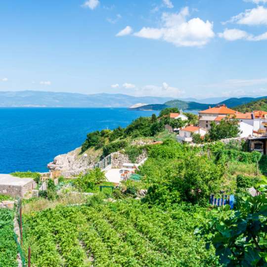 Blick vom Weinberg aufs Meer