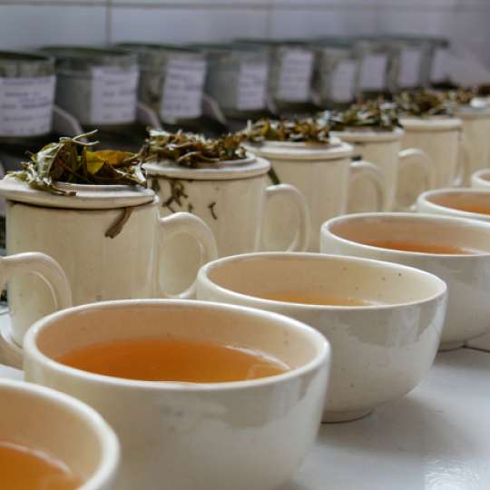 Bio-Darjeeling-Schwarztee der GEPA mit „gut“ ausgezeichnet 