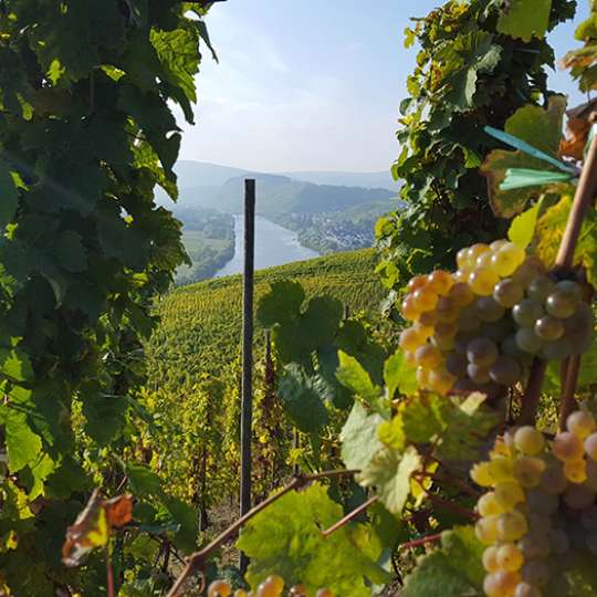 Weine, Wandern, Wohlfühlen - Nachhaltiger Urlaub in den schönsten Weinregionen