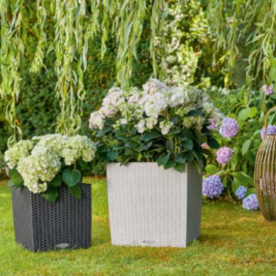 LECHUZA_CUBE_Cottage_30_40_granit_weiss_Hydrangea