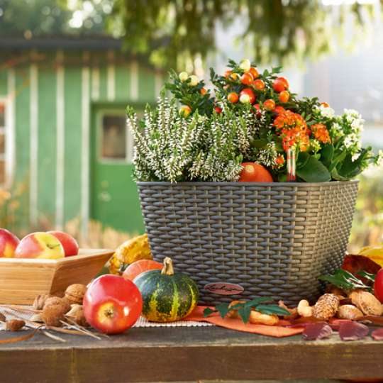 Farbenprächtig durch den Herbst mit Lechuza