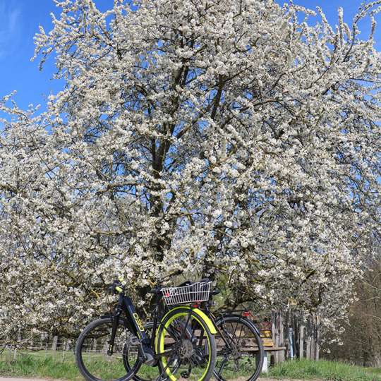 Fahrräder vor Obstbaum