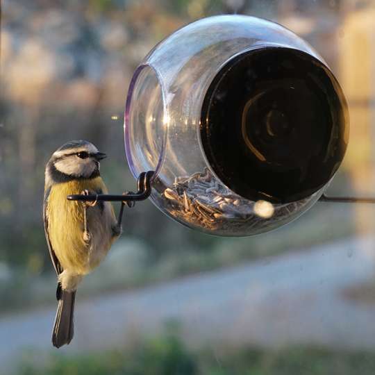 Vogelfutterhäuschen