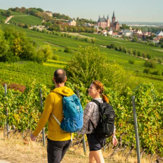 Wenn die Weinberge golden leuchten – Wandern zwischen Mainz und Worms 